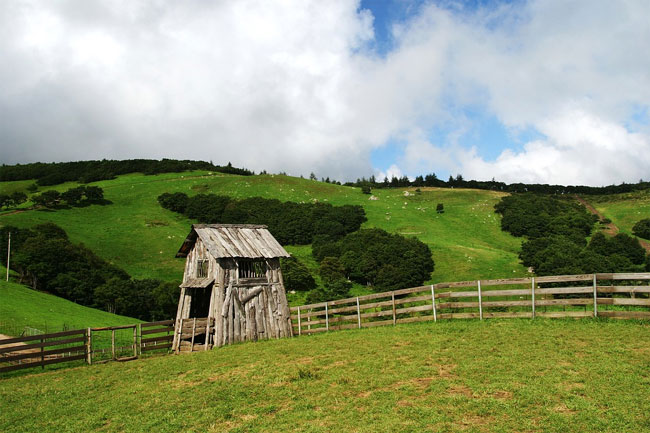 Daegwallyeong Sheep Farm: Your 2026 Must-Visit Guide