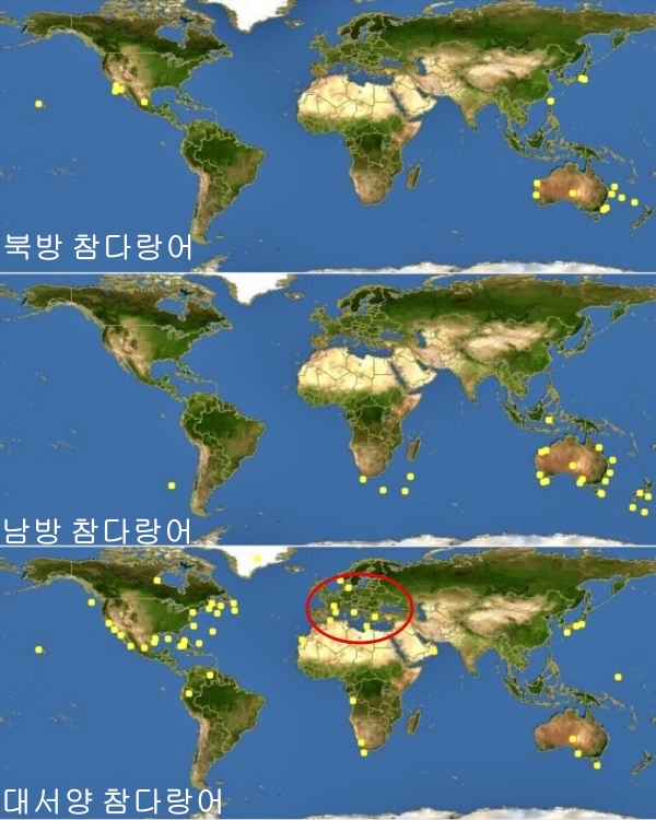 [호기심일상] 북방 참치? 대서양 참치? 가두리 참치? 마트는 다 계획이 있었구나 ...