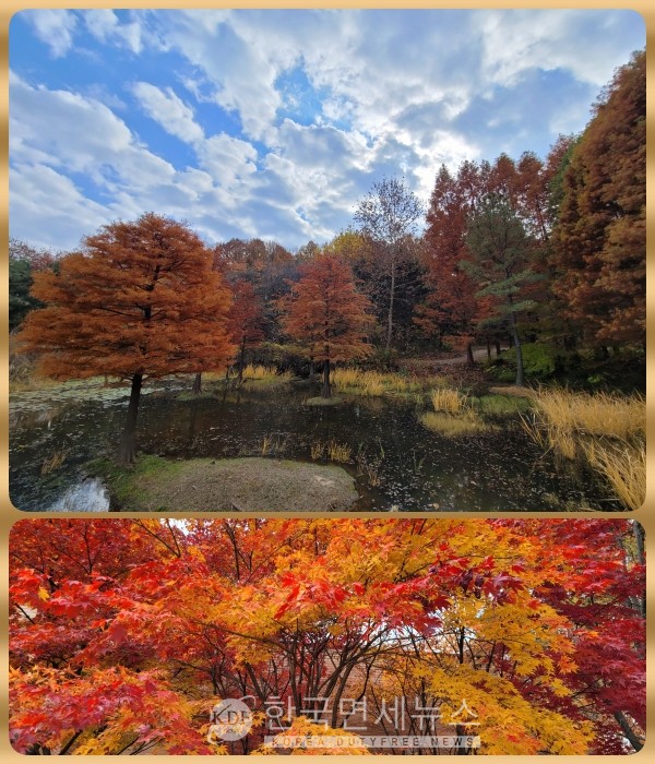 만추(滿秋)의 끝자락을 잡고, 물향기수목원 고엽 속으로 [kdf autumn]