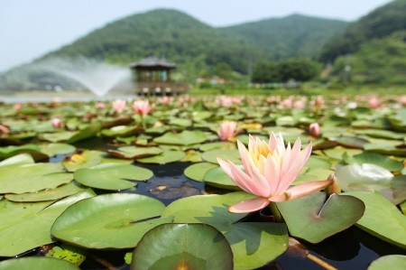 Travel / 경남 고성군 상리연꽃공원 : 초록의 싱그러움에 빛나는 연꽃의 고고한 자태
