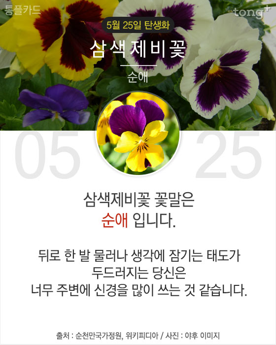 5월 25일 탄생화 삼색제비꽃