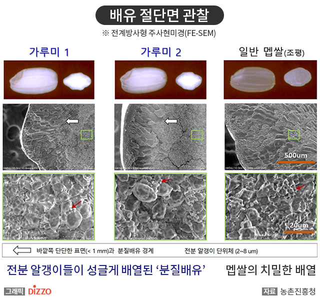 밀처럼 간편하게 빻아 쓰는 쌀가루 전용 품종 ‘가루미’ 개발