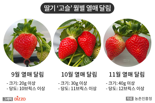 올 추석 차례상엔 ‘딸기’ 올려볼까? 가을 딸기 ‘고슬’ 첫 출시