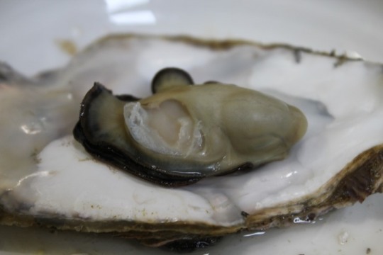 거제도 맛집 포로수용소 굴구이, 현지인 추천 굴Zone
