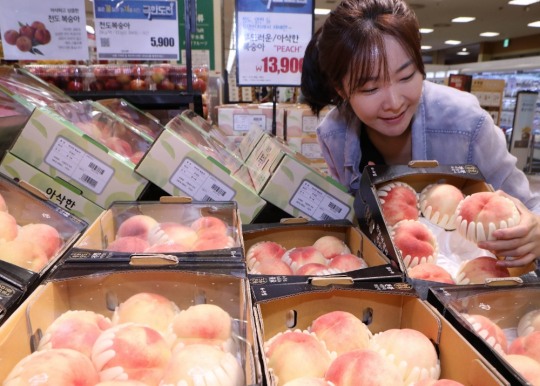 롯데마트, 비 많이 와도 달콤 황금당도 천봉엑셀라 복숭아 선보여