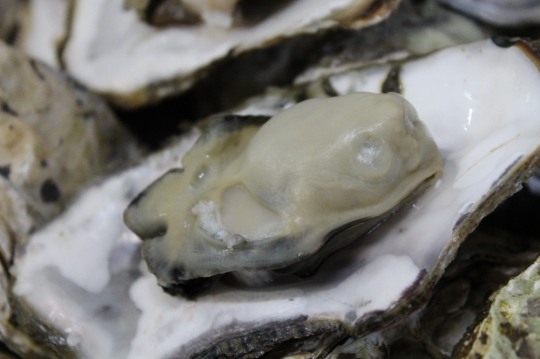 “거제도, 섬 여행을 떠나다”... 11월 거제도 굴요리 맛집과 주요여행지