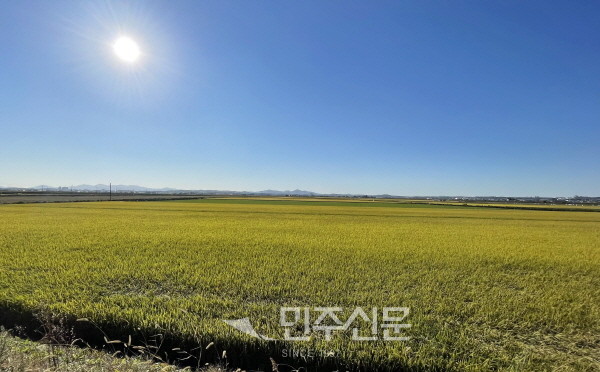 [포토] 황금빛 물든 당진 우강면 소들평야