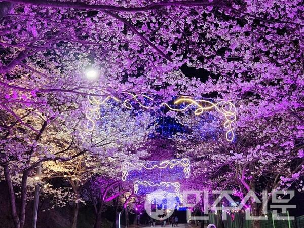 고창벚꽃축제