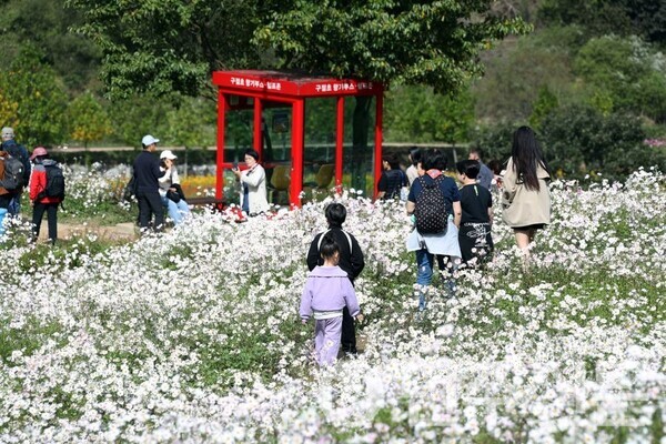2025년 정읍 벚꽃축제