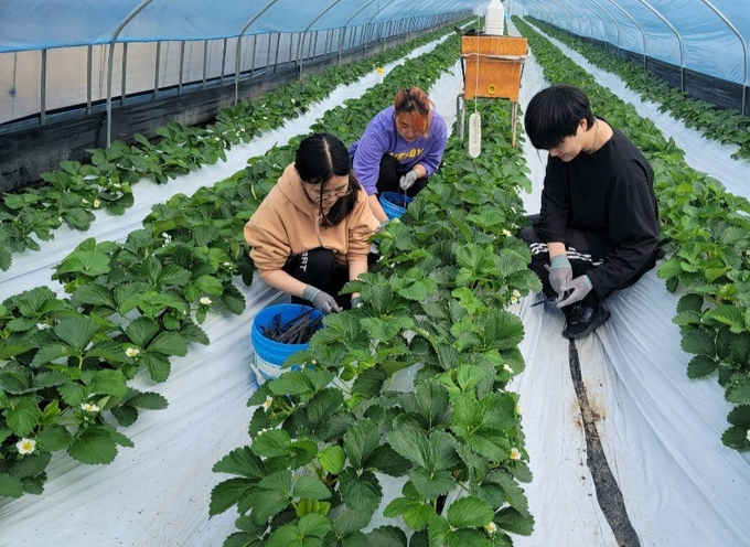 밀양시 대학&청년 4-H회 멘토멘티 추진
