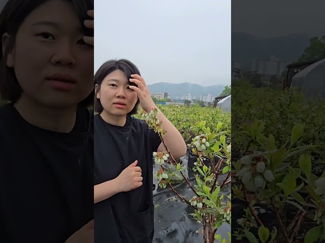 6월 중순, 블루베리 출하하는 이현진 대표