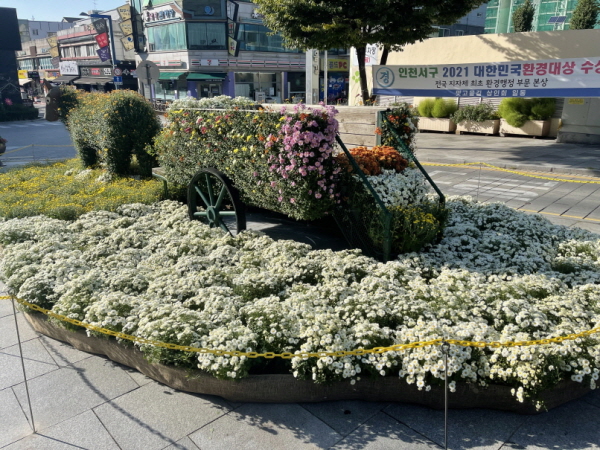 서구, SL공사와 국화전시회