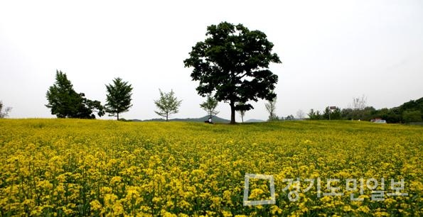 한국도자재단, 참나무언덕 유채꽃밭 개장