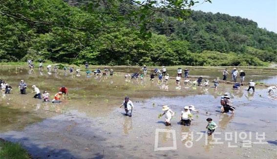 임진여울영농조합법인, 친환경 쌀 손모내기 체험행사