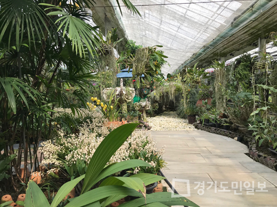 김포 이원난농원, 오키디아파크 난 전시회 열려