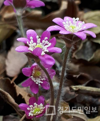 부천식물원서 야생화 전시회