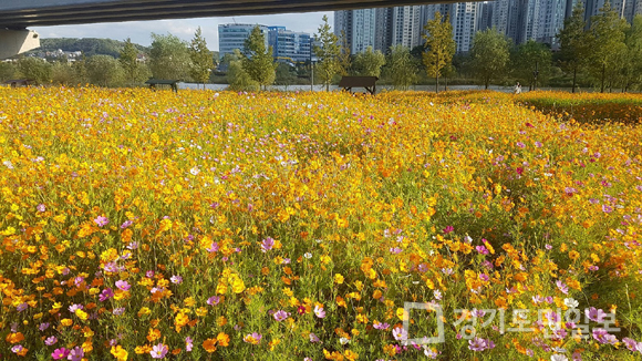 파주시 공원관리사업소,  운정꽃마당 황화코스모스 파종