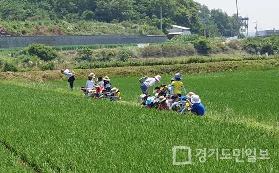 화성시 어린이 친환경 논 산책 프로젝트