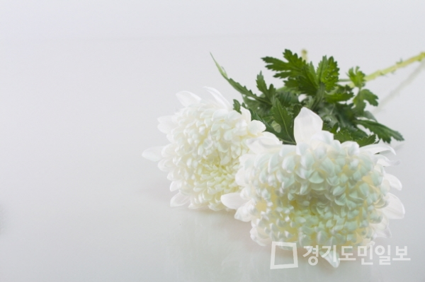 대명스테이션 대명아임레디, 고객중심경영 위한 하이브리드 상조서비스 제공