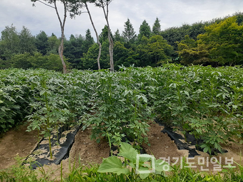 여주시,  공기정화식물 케나프 시험재배