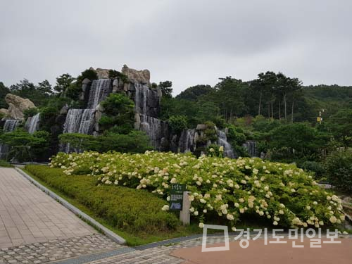 군포시 초막골생태공원, 나무수국 만개하며 장관 이뤄