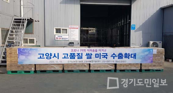 고양서 재배된 참드림·가와지 1호 쌀 미국 수출 공급 확대 