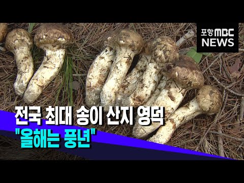 국내 최대 영덕 송이 산지..제철 맞아