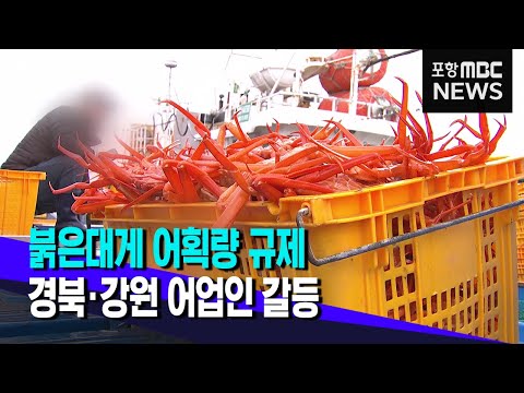 붉은대게 가격 폭락‥.어획량 규제 놓고 갈등