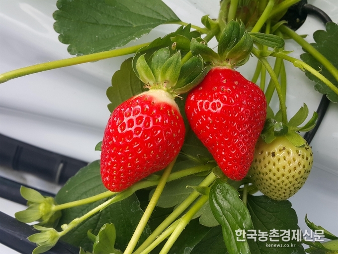 가을 출하용 딸기 ‘고슬’ 품종 나왔다!