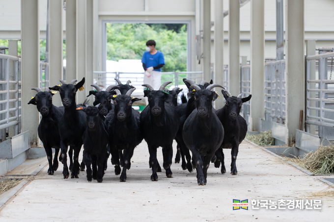 ‘재래 흑염소’ 축산업 활성화