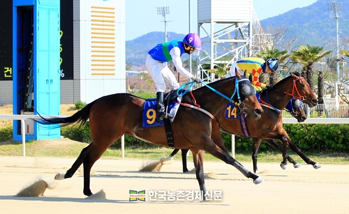 국내산마 첫 내륙말 경매 훈풍…낙찰률↑낙찰액 ↑
