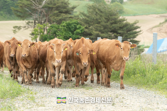 한우연구소, 한우 초지방목 시작
