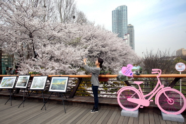 [트래블투데이] 4월 3~7일 ‘양재천 힐링 벚꽃축제’ … 꽃길‧포토존‧야간 조명, 카페거리 가격할인 등