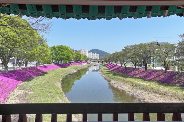 [순창군 소식] 순창 양지천의 새로운 변신, 꽃잔디로 화려하게 재단장 外