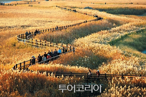 자연이 들려주는 선율따라 즐기는 순천만 갈대축제 다음달 2일 개막