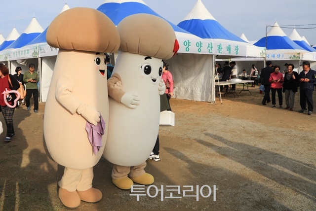 양양 송이&연어축제