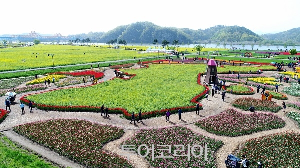 창녕낙동강유채축제