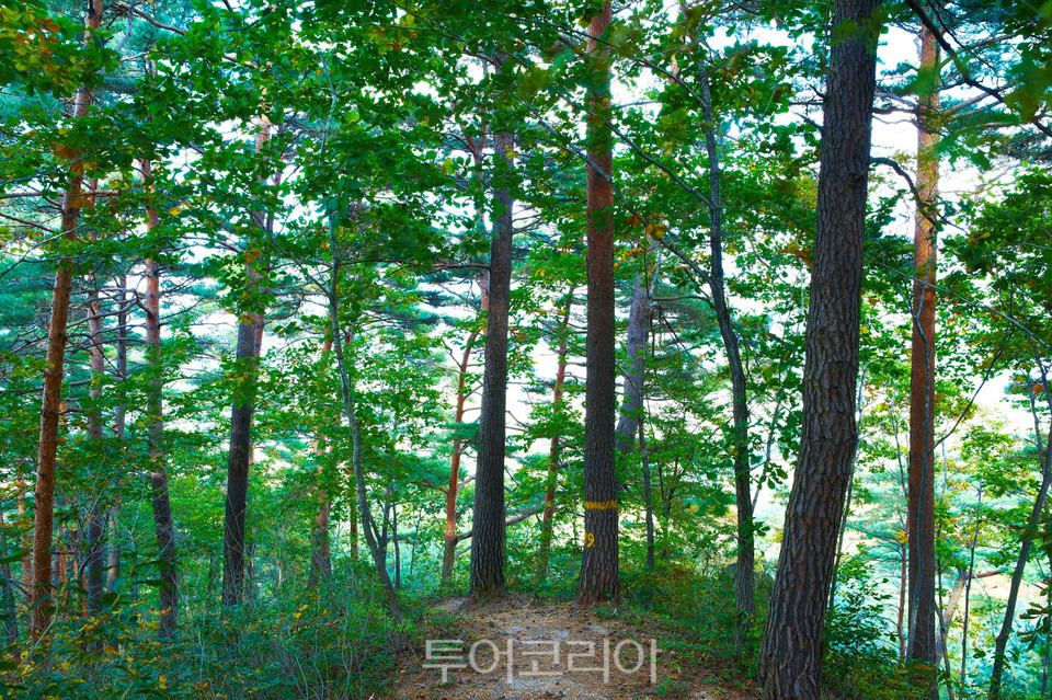 국유림 명품숲 봉화 청옥산으로 힐링·치유여행