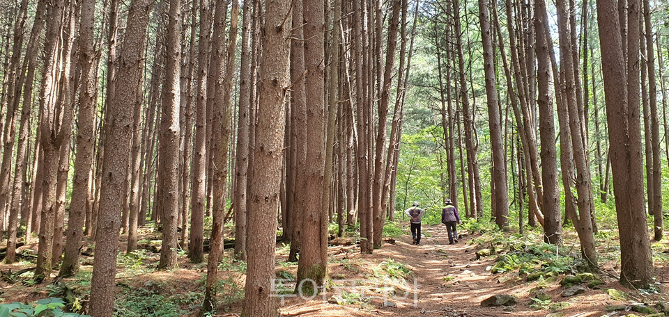 원주 치악산 둘레길 개통식, 거리두기 2단계 격상에 잠정 연기