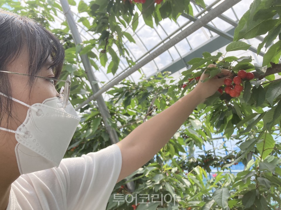 전주에서 체리수확 체험해봐요!