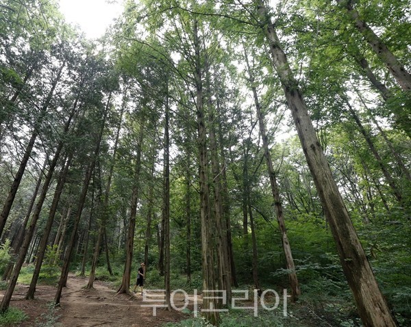 전주 슬로길, 한옥마을 둘레길·건지산길 걸으며 힐링