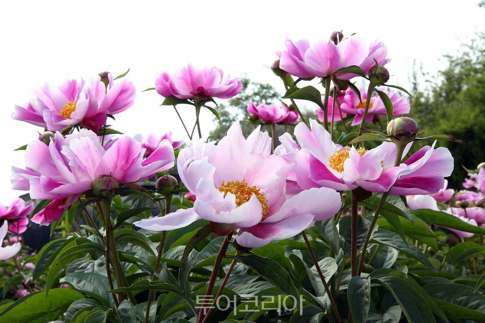 작약꽃 활짝 피어난 정읍 동곡마을 자연가로 봄꽃나들이!