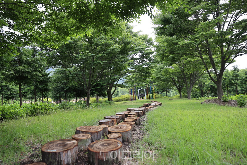 보성군, 60년 가꾼 힐링숲 윤제림 무료 개방 인기
