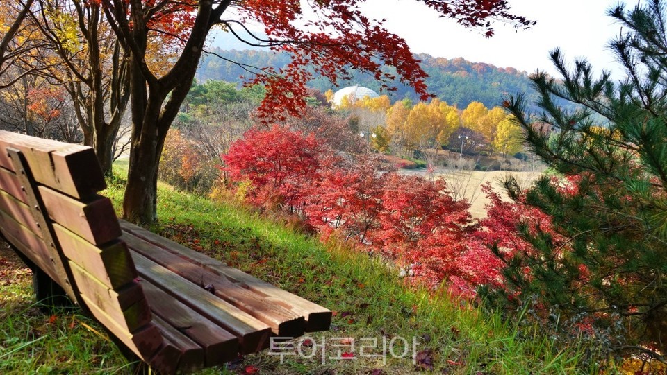 충남 금강수목원, 가을빛 절정 만끽하세요