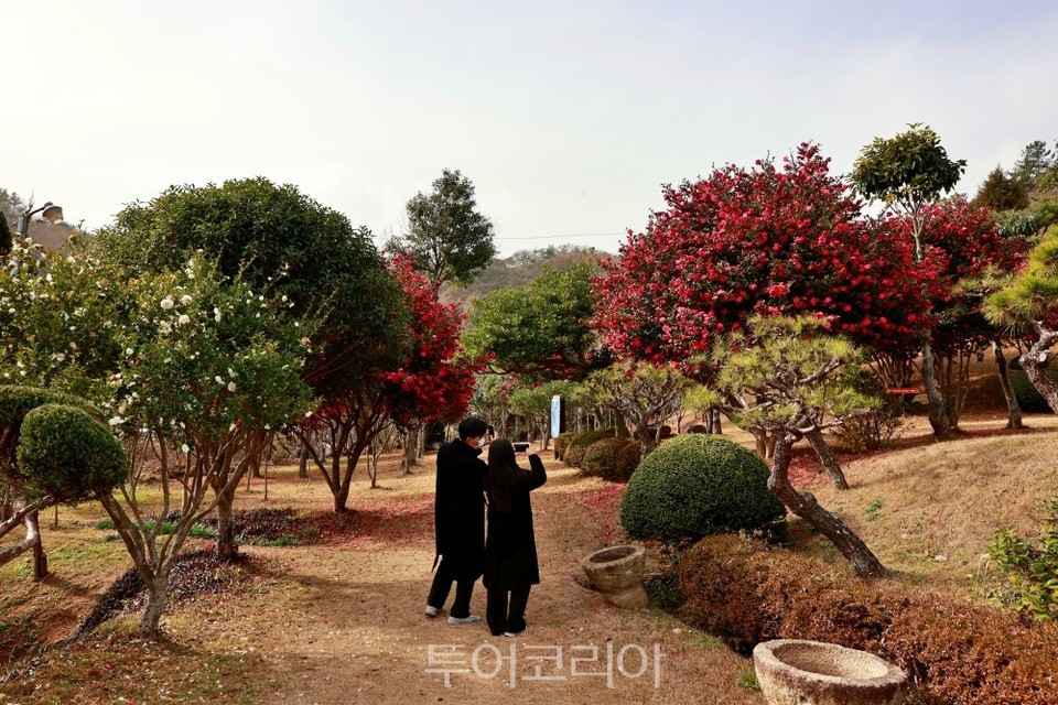초겨울, 보성군 초암정원 붉은 산다화 꽃길 걸어볼까!