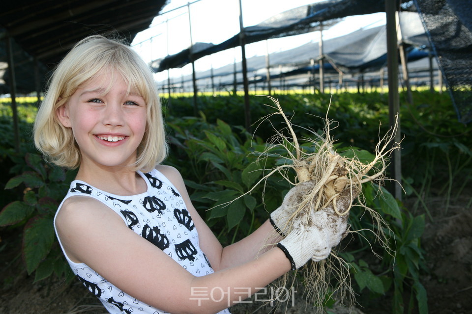 금산 3개 축제 개최 일정 확정..금산세계인삼축제 10월 6~15일 개최