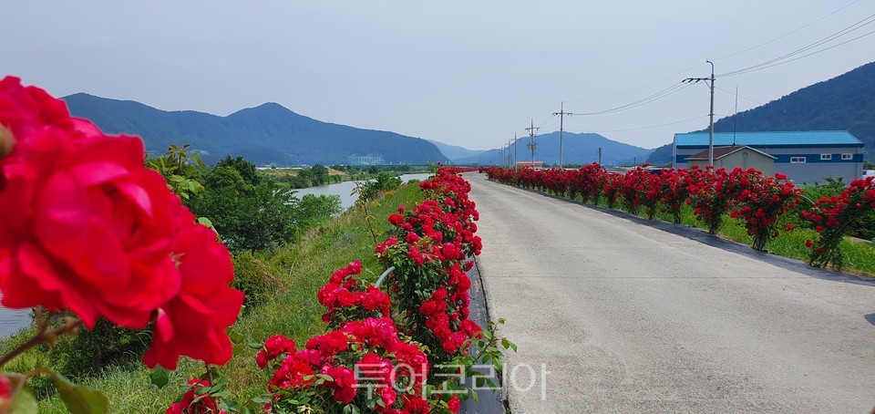 밀양 상동면 장미꽃길 걸으며 붉은 장미꽃 향연 즐겨요! 