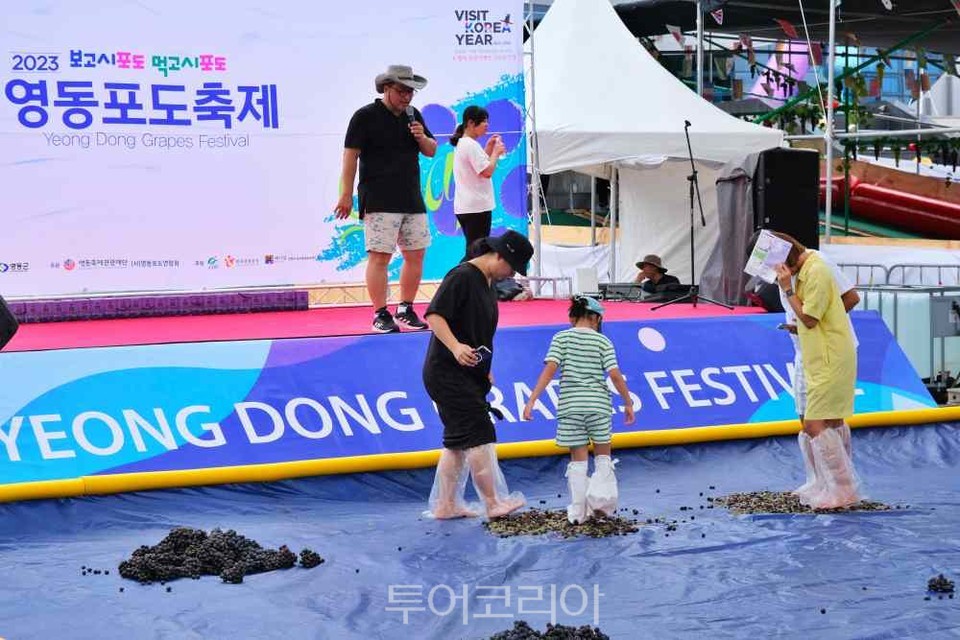 새콤달콤 보랏빛 포도의 유혹 영동포도축제 개막..과일나라 체험여행 떠나요!