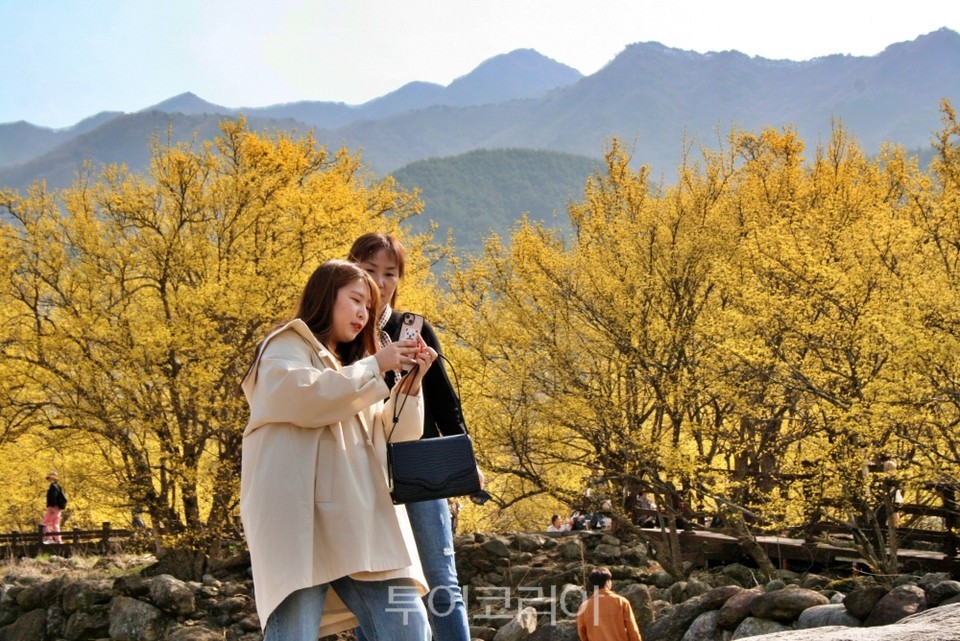 노란 산수유 물결에 매혹된 자들 구례산수유꽃축제로 오라!