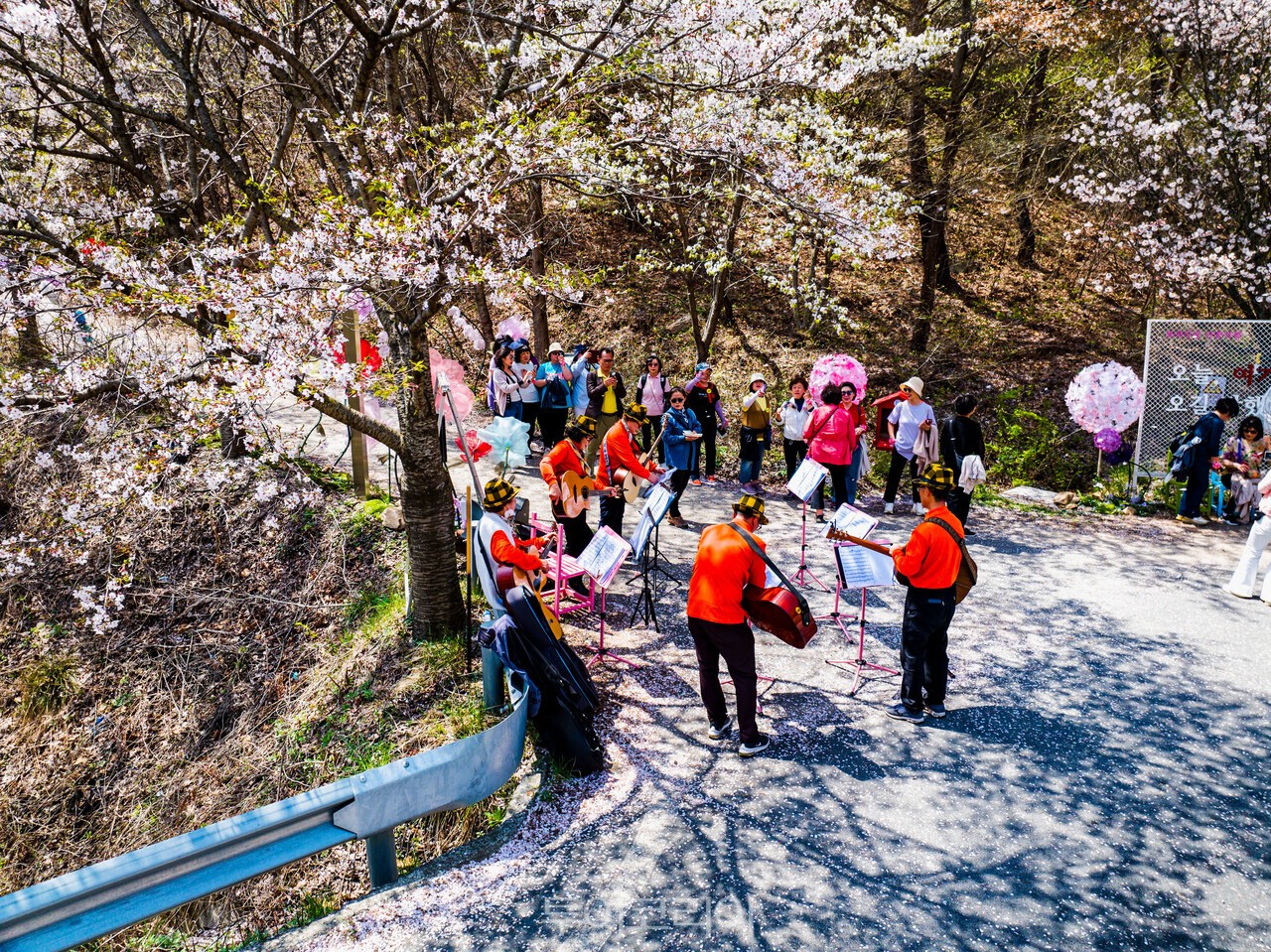 금산문화관광재단, 보곡산골 산벚꽃축제‧금산삼계탕축제 일정 확정
